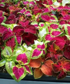 Coleus Seeds 150 Count Freshly Harvested Best Selections