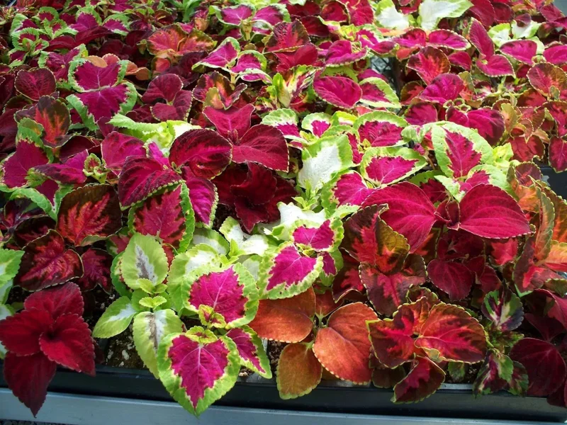 Coleus Seeds 150 Count Freshly Harvested Best Selections