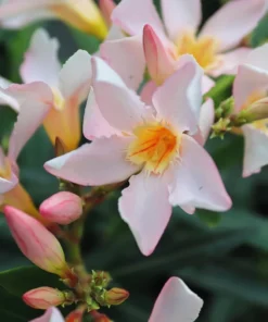 Salmon Oleander Live Plant Starter - 4 Inch Nursery Pot - Salmon Flowering Shrub