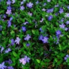 50 Vinca Minor Plants Periwinkle Creeping Myrtle Perennial Evergreen Ground Cover - Bareroots