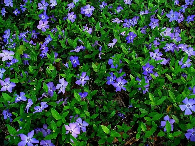 50 Vinca Minor Plants Periwinkle Creeping Myrtle Perennial Evergreen Ground Cover - Bareroots