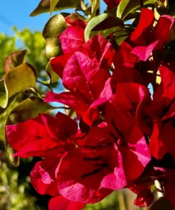 Bougainvillea Jamaican Red Starter Plant - 4in Size - Vibrant Red Blooms