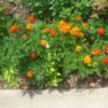 Marigold Seeds - 200 Seeds - 2025 Crop - Vibrant Blooms