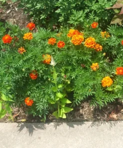 Marigold Seeds - 200 Seeds - 2025 Crop - Vibrant Blooms