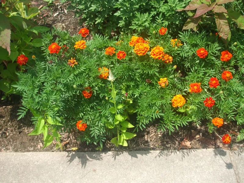 Marigold Seeds - 200 Seeds - 2025 Crop - Vibrant Blooms