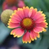 Blanket Flower Gaillardia Seeds - 100 Native Wildflower Seeds Free Ship