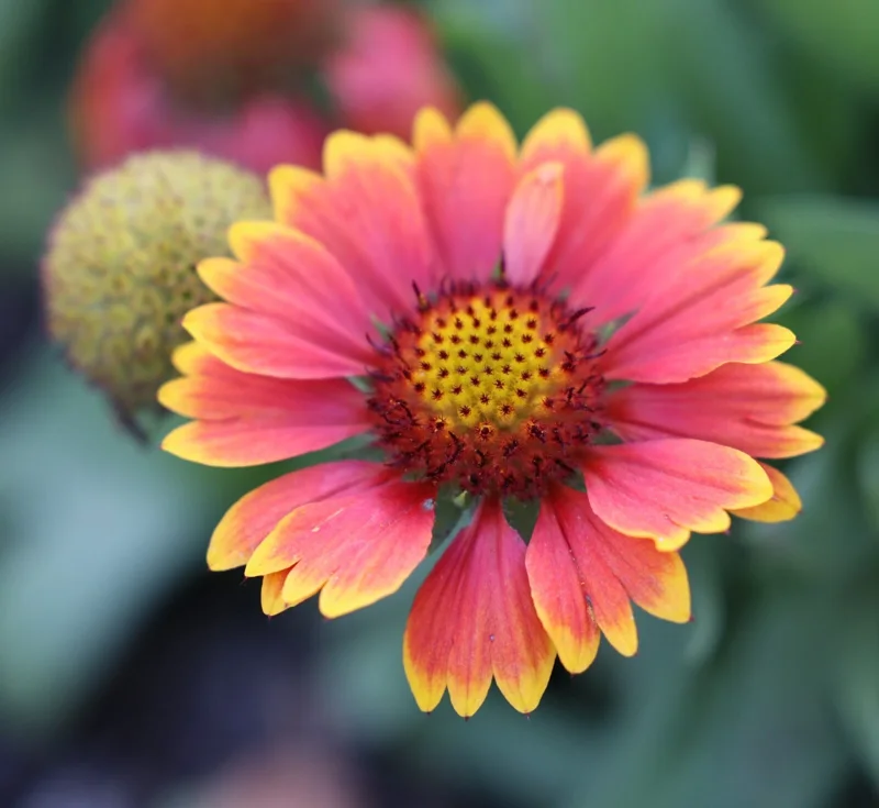 Blanket Flower Gaillardia Seeds - 100 Native Wildflower Seeds Free Ship