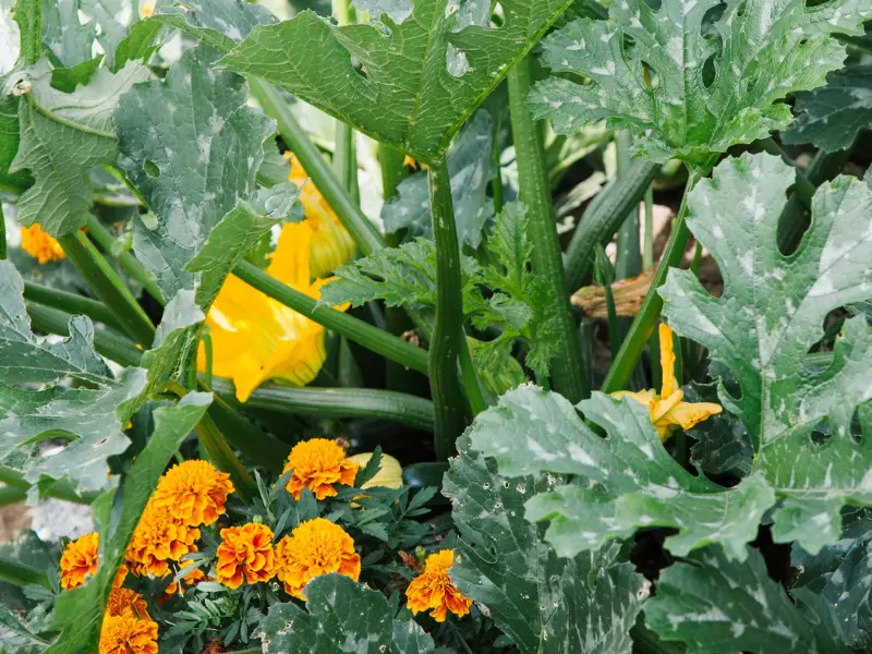 Best Companion Plants for Your Vegetable Garden