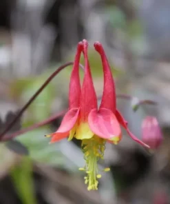 Eastern Red Columbine Seeds - Aquilegia Canadensis Native Wildflower - 100 Seeds