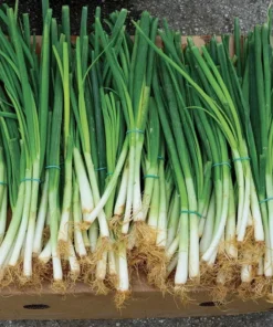 Bunching Onion Seeds - 200 Seeds - Easy to Grow Garden Onions