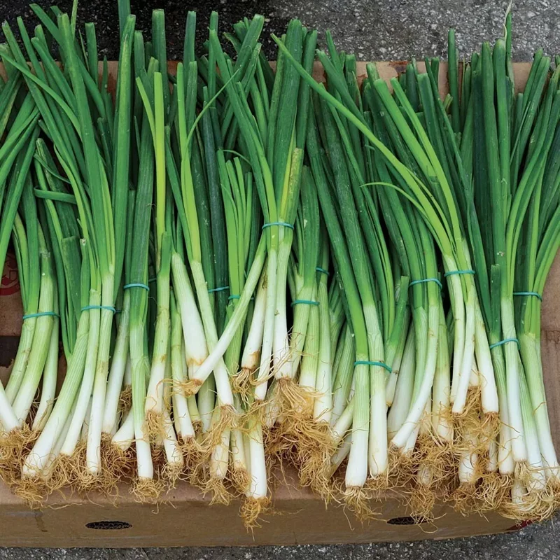 Bunching Onion Seeds - 200 Seeds - Easy to Grow Garden Onions