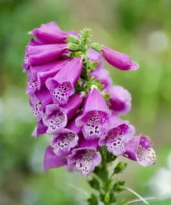 Foxglove Seeds Digitalis Purpurea - 1000 Seeds - Pink & Purple Shades