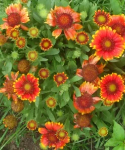 Blanket Flower Gaillardia Seeds - 100 Native Wildflower Seeds Free Ship