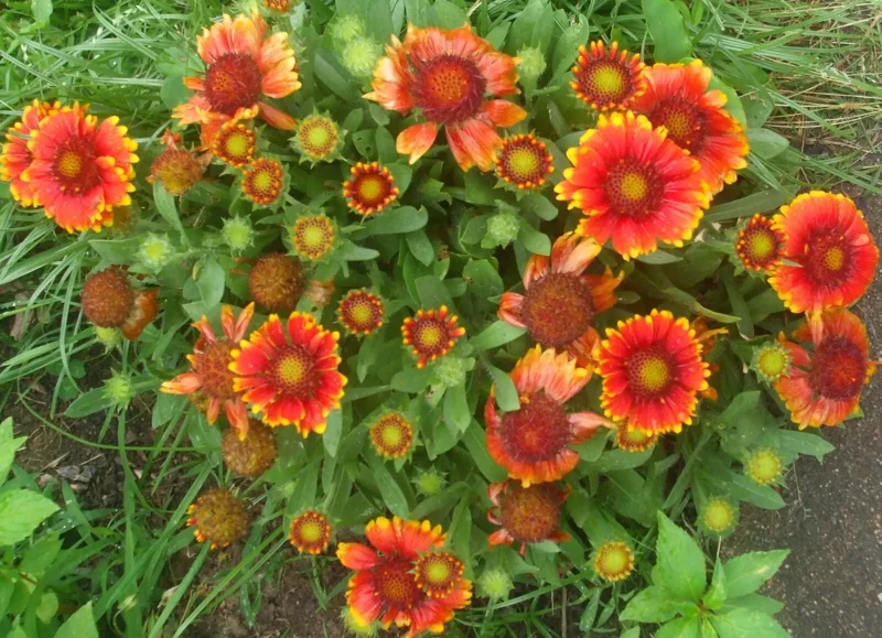 Blanket Flower Gaillardia Seeds - 100 Native Wildflower Seeds Free Ship
