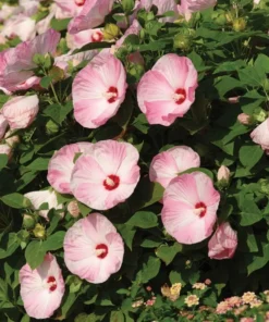 Hibiscus Luna Pink Swirl Starter Plant 6-8 inch Live Hardy Hibiscus
