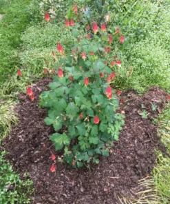 Eastern Red Columbine Seeds - Aquilegia Canadensis Native Wildflower - 100 Seeds
