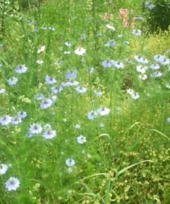 Love in a Mist Flower Seeds - Nigella Damascena - Blue - 50+ Seeds