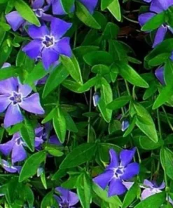 50 Vinca Minor Plants Periwinkle Creeping Myrtle Perennial Evergreen Ground Cover - Bareroots