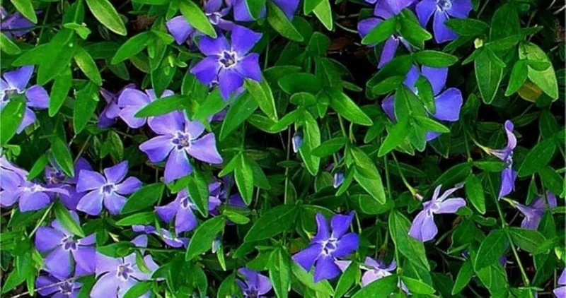 50 Vinca Minor Plants Periwinkle Creeping Myrtle Perennial Evergreen Ground Cover - Bareroots