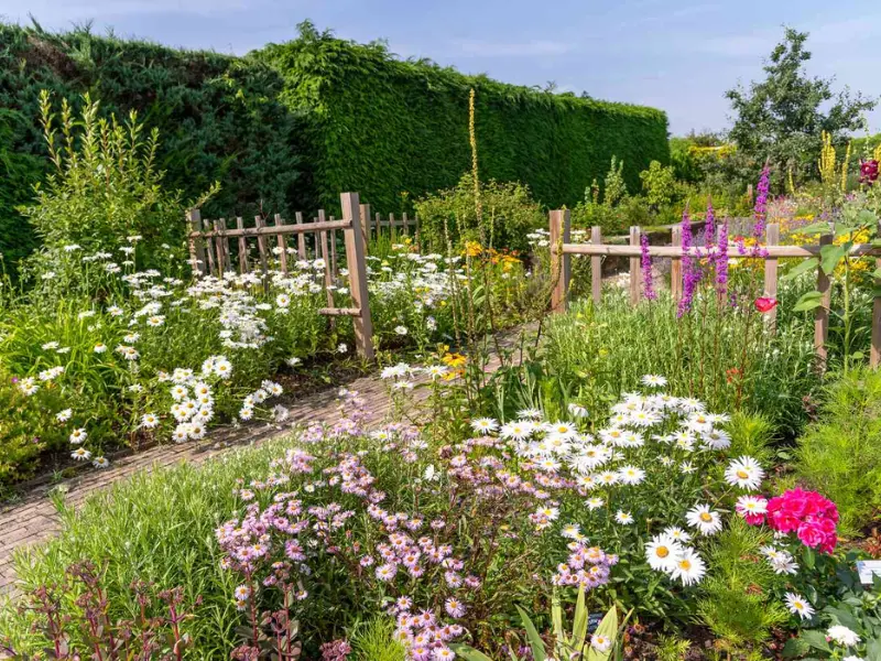 Planting Wildflower Seeds in Spring for a Vibrant Garden This Summer