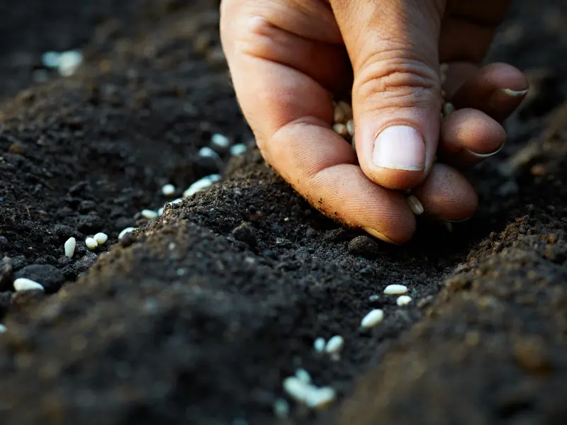 Planting Wildflower Seeds in Spring for a Vibrant Garden This Summer