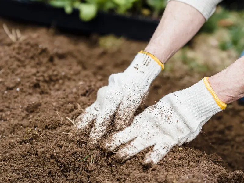 Planting Wildflower Seeds in Spring for a Vibrant Garden This Summer