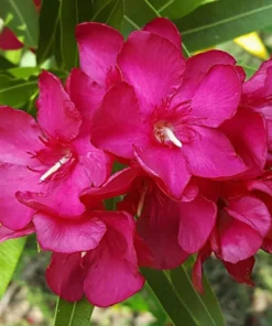 Pink Oleander Plant - Live Plant - 4-6 Inch Tall - Garden Ready