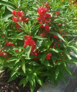 Balsam Impatiens Seeds - Impatiens Balsamina - Touch Me Not - 40+ Seeds