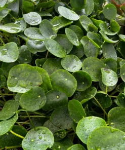 Live Chinese Money Plant Pilea Peperomioides 4-inch Potted Indoor Plant