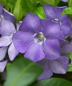50 Vinca Minor Plants Periwinkle Creeping Myrtle Perennial Evergreen Ground Cover - Bareroots