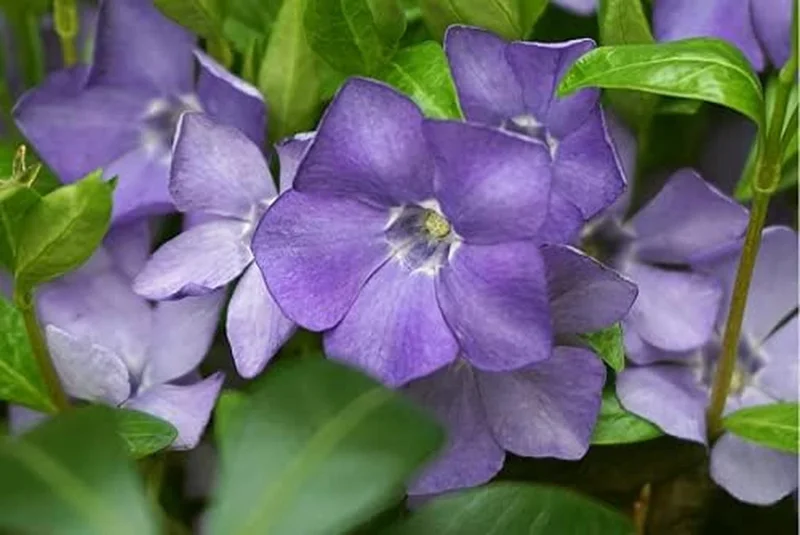 50 Vinca Minor Plants Periwinkle Creeping Myrtle Perennial Evergreen Ground Cover - Bareroots