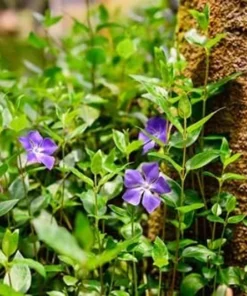 50 Vinca Minor Plants Periwinkle Creeping Myrtle Perennial Evergreen Ground Cover - Bareroots