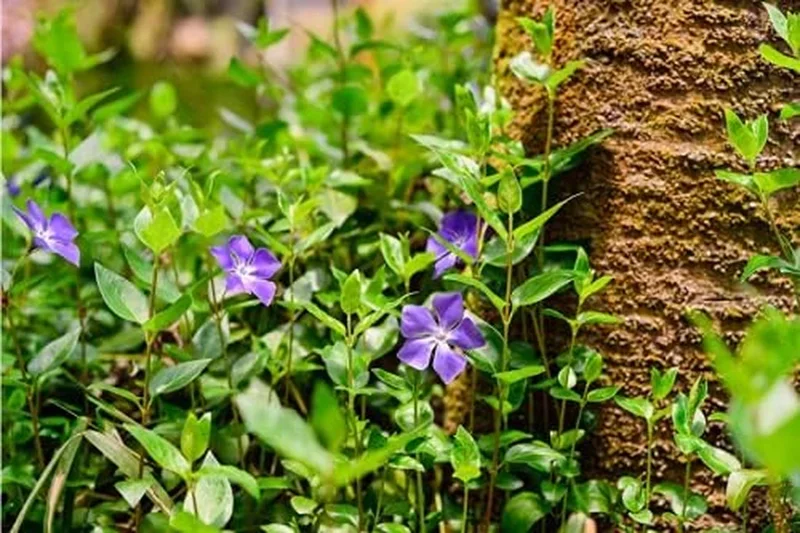50 Vinca Minor Plants Periwinkle Creeping Myrtle Perennial Evergreen Ground Cover - Bareroots