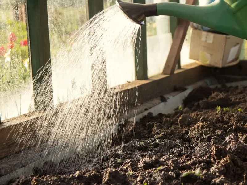 Planting Wildflower Seeds in Spring for a Vibrant Garden This Summer