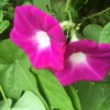 Morning Glory Seeds - Magenta - 50 Seeds - 2025 Crop