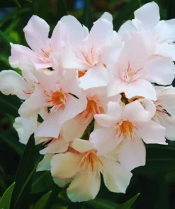 Salmon Oleander Live Plant Starter - 4 Inch Nursery Pot - Salmon Flowering Shrub