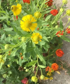 Yellow Sneezeweed Seeds - Helenium Autumnale - 100 Seeds - 2025 Crop