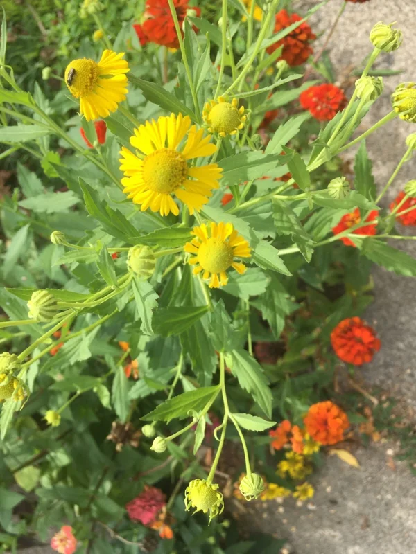 Yellow Sneezeweed Seeds - Helenium Autumnale - 100 Seeds - 2025 Crop