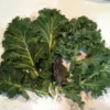 Kale Seeds Mix - Green and Red Variety - 200 Seeds for Garden Planting