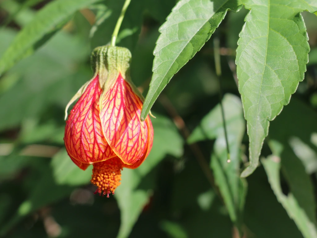 Abutilon Orange Tiger Care: Easy Tips for Healthy Blooming