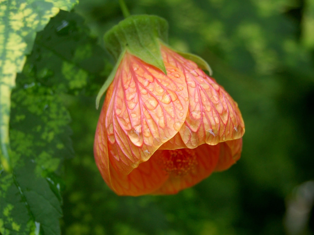 Abutilon Orange Tiger Care: Easy Tips for Healthy Blooming
