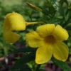 Allamanda Dwarf Yellow Live Plants - Pack of 2 - Allamanda Compacta - 4-6 Inches Tall Flower PLants - Bright Yellow Blooms