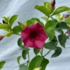 Allamanda Red Live Plants - Pack of 2 Brazilian Allamanda 'Lil Red ' Live Plants - 4-6 Inches Tall - Vibrant Red Blooms