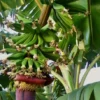 Banana Tree - Kokopo Banana Plant - Patupi Banana Plant Live - Fruit Trees Live Plant - 4-6 inch Banana Tree Live