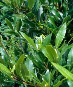 Bay Laurel Tree - Starter Bay Laurel Hedge - Laurus nobilis - Live Plant - Evergreen Shrub - Bay tree - Sweet Bay