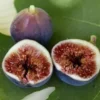 Black Mission Fig Tree - Fruiting Ficus Carica Plant - Edible Fruit Tree