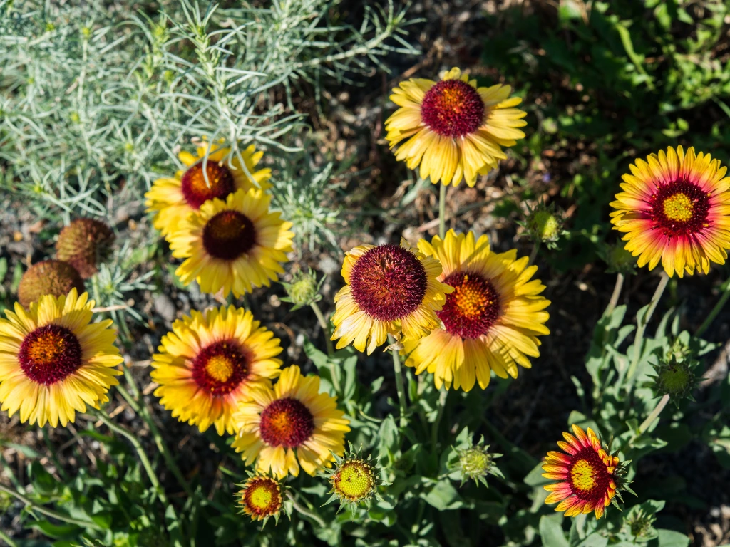 Blanket Flowers