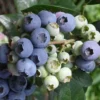 Blueberry Plant - Elliot Blue Berry Starter Plant - Blueberry Plant Live - Fruit Tree Live Plant Active
