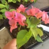 Bougainvillea Orange King Plant Starter Plug Orange Pink Flowers