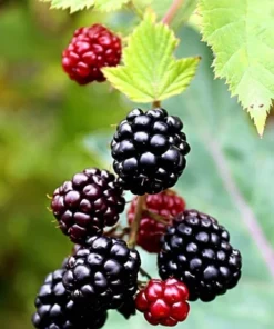 Boysenberry Live Plant Mix Between Raspberry Blackberry Loganberry Dewberry Starter Planter Pot Home Garden Berry - Fruit Tree Live Plant